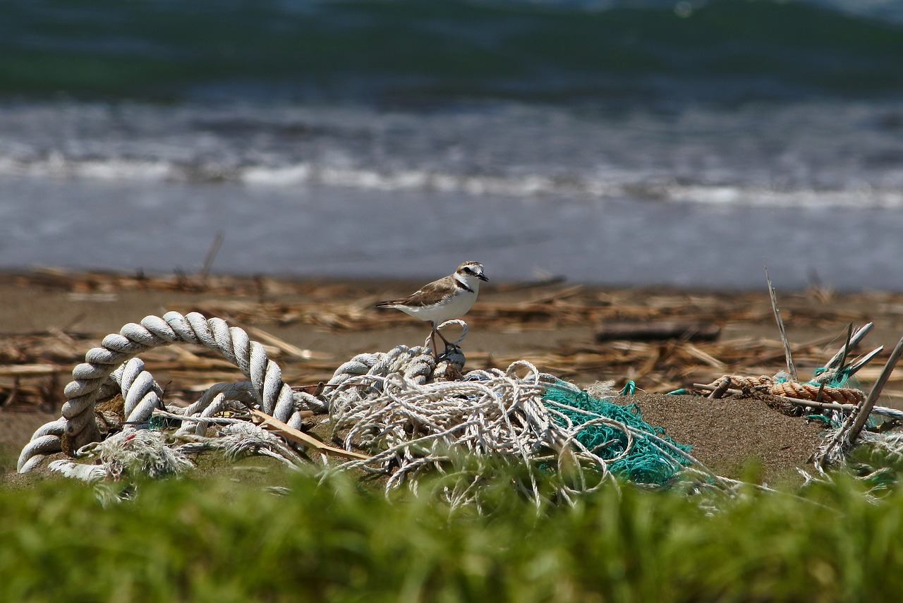 Image - animal sea beach wave little bird