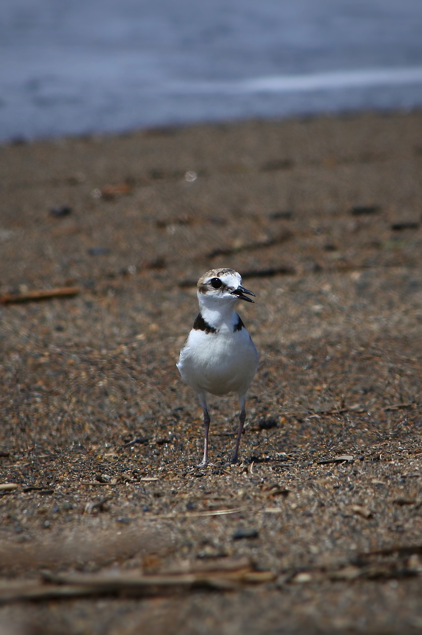 Image - animal sea beach wave little bird