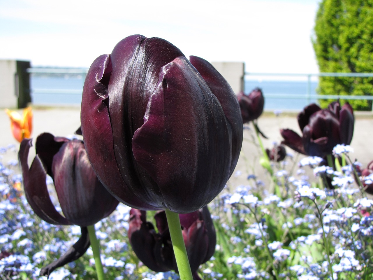 Image - british columbia vancouver tulip