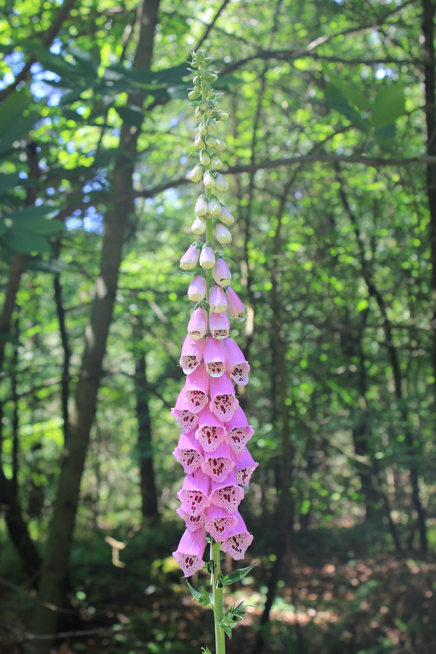 Image - thimble plant forest