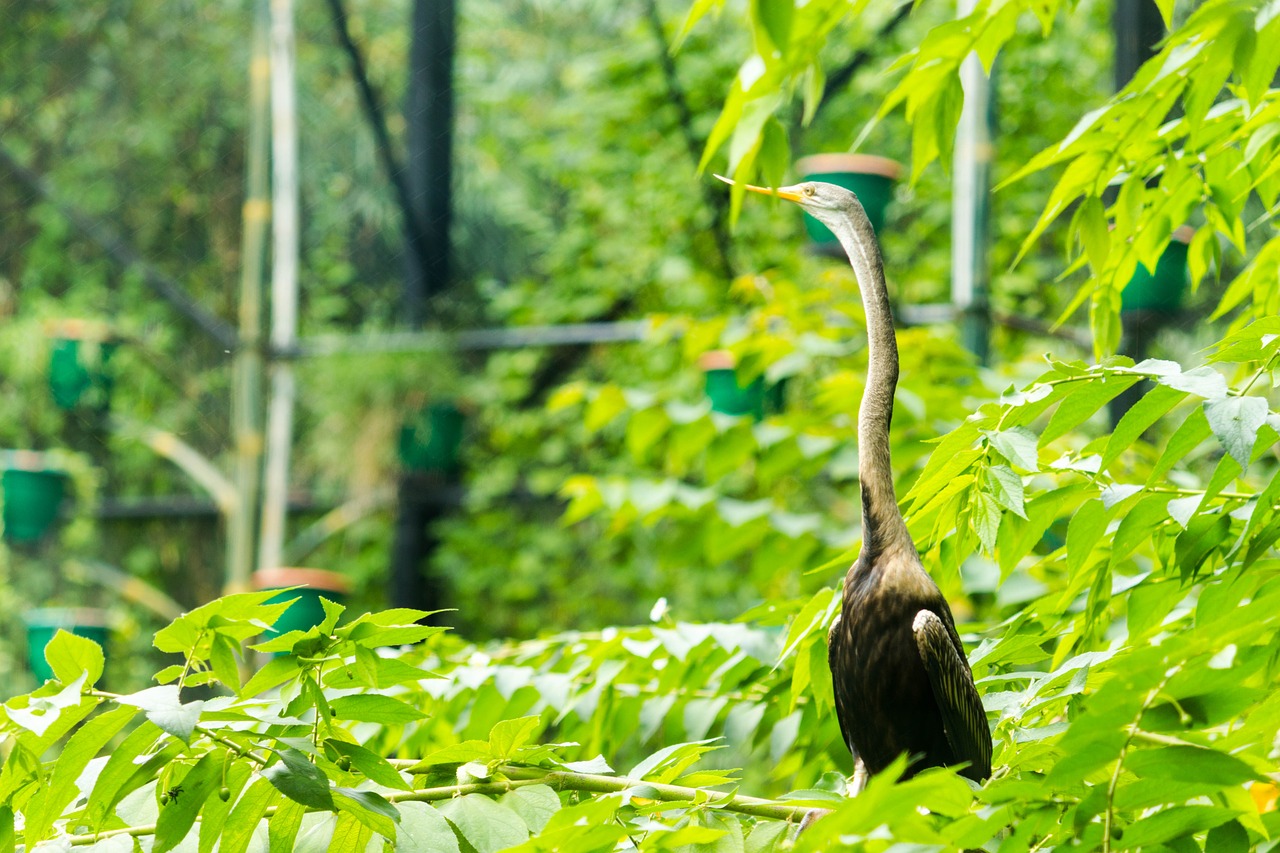 Image - bird green leaf nature summer