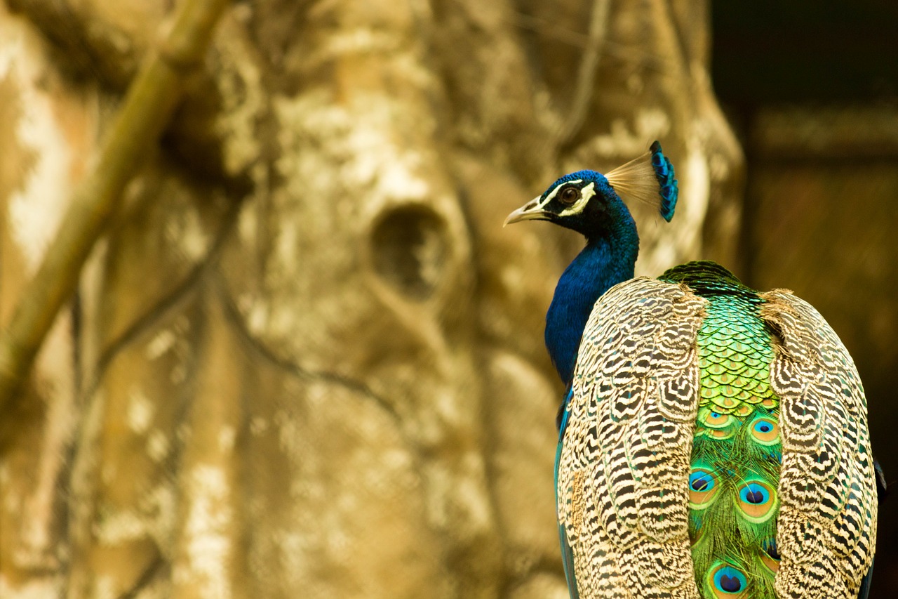 Image - peacock zoo bird animal wildlife