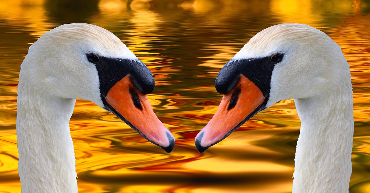 Image - swans swan head water bird nature