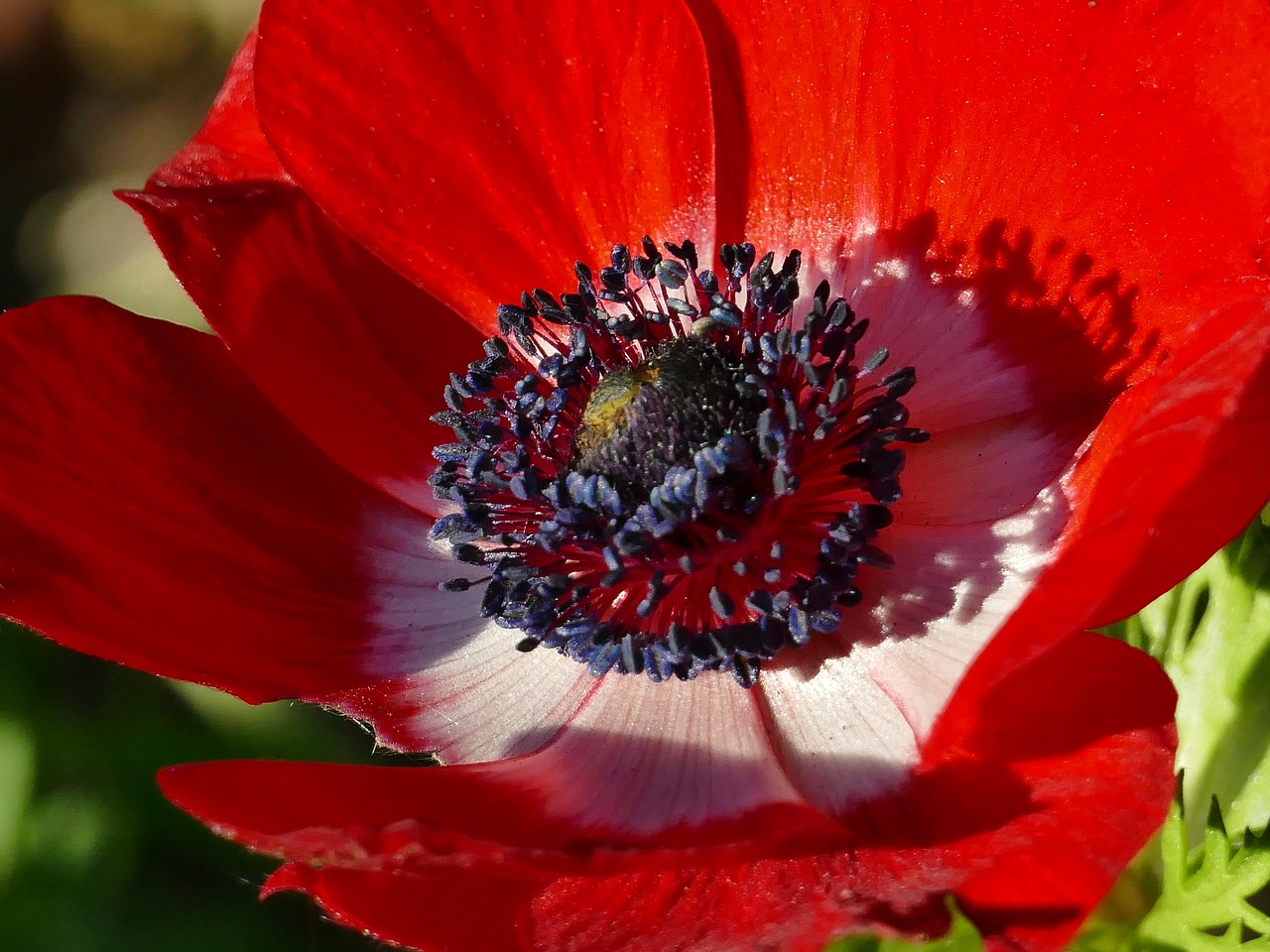 Image - blossom bloom red anemone plant