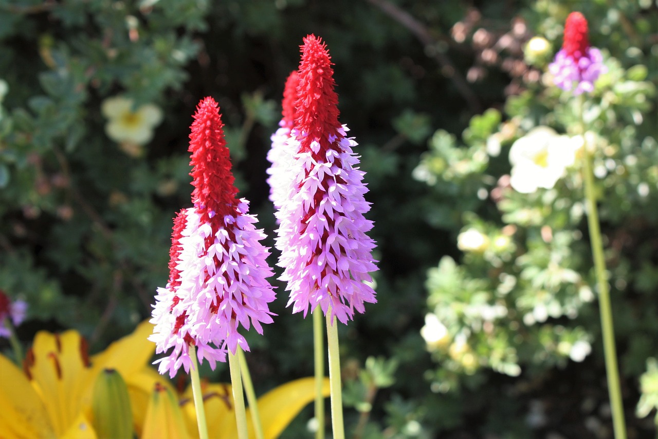 Image - flowers plants greenery nature