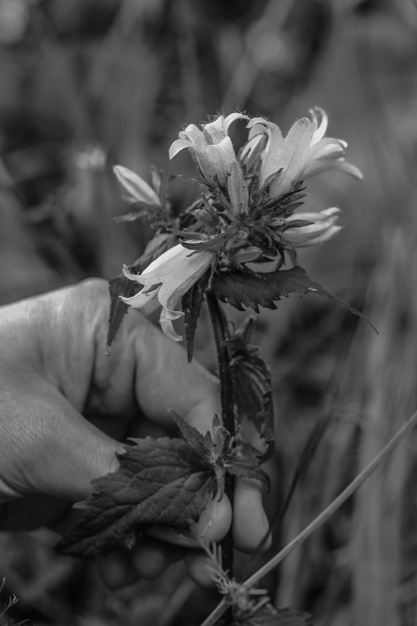 Image - wild flower hand flower