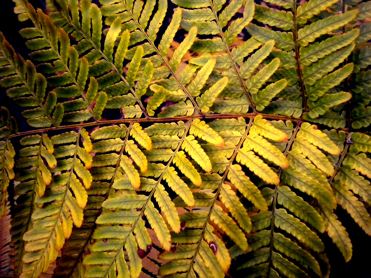 Image - fern nature green macro botany