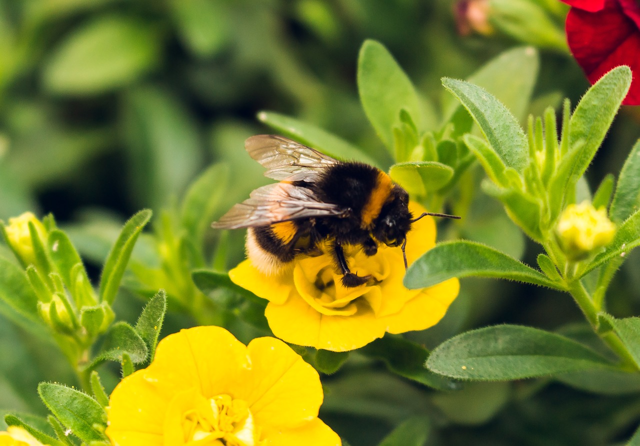 Image - hummel flower nature summer garden