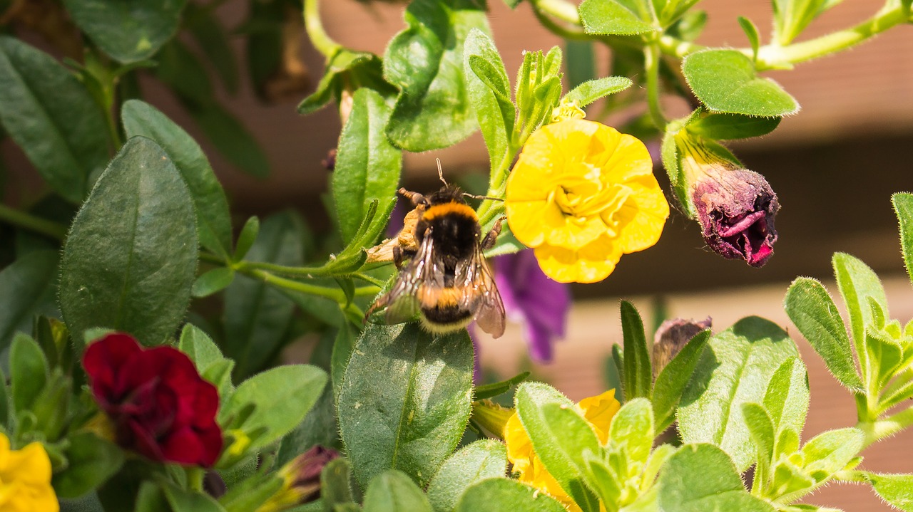 Image - hummel flower nature summer garden