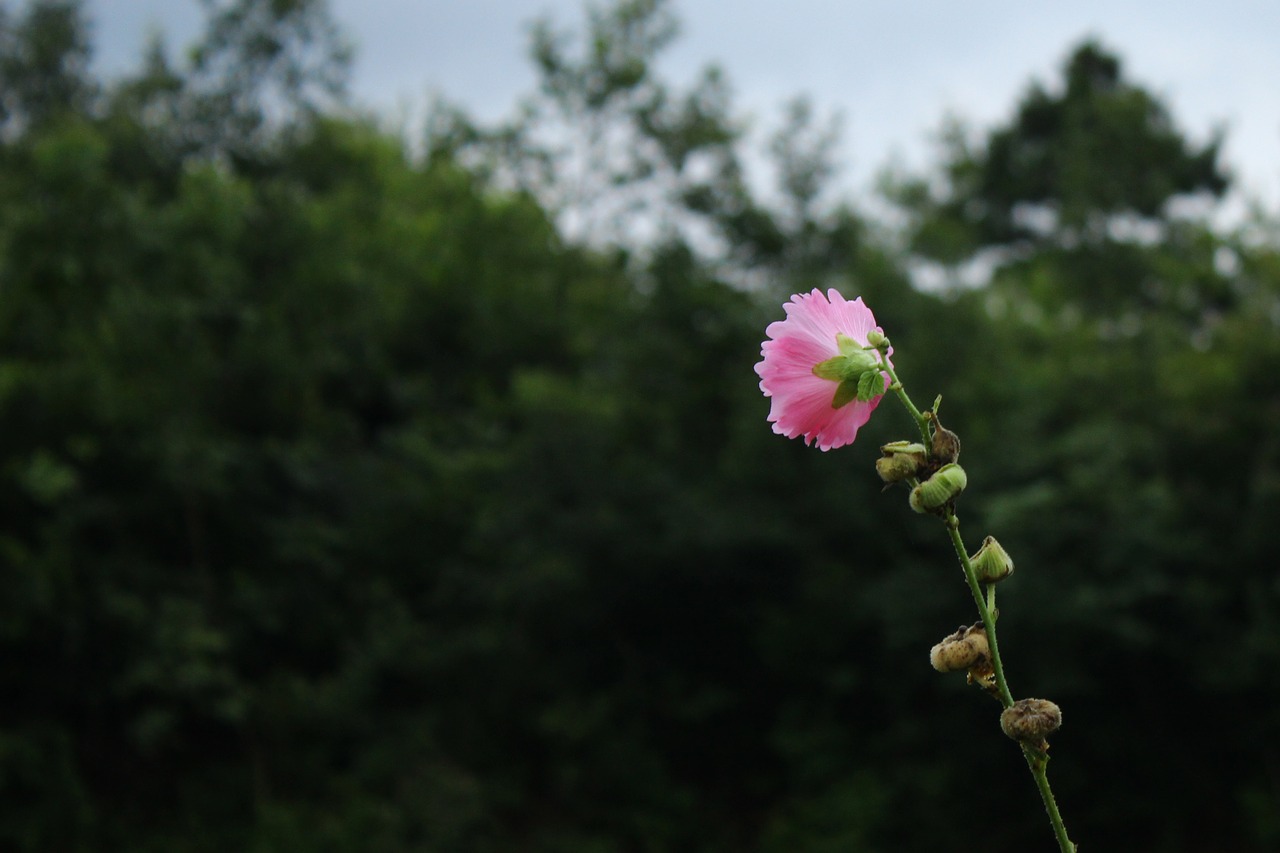 Image - flower pink mountain village tree