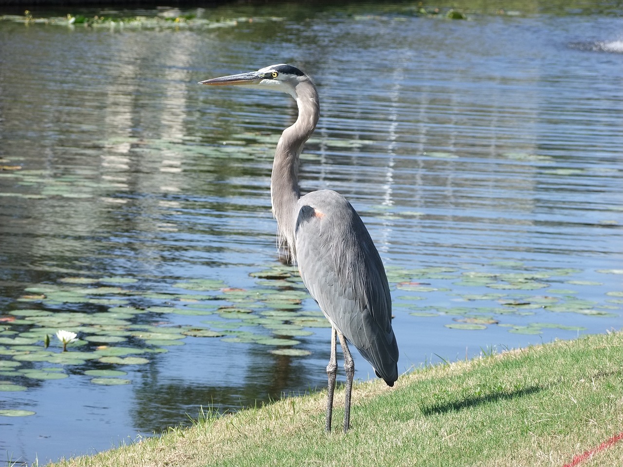 Image - bird river water nature birds