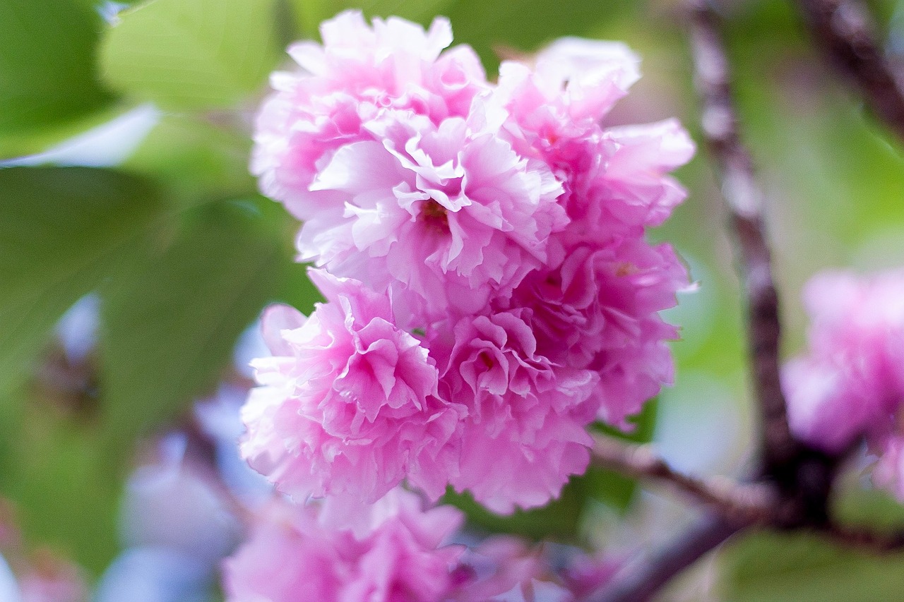 Image - arboretum flowers plant natural