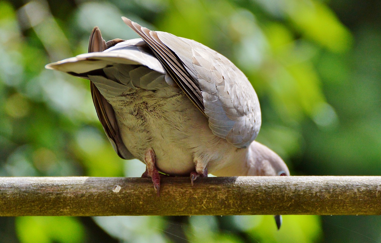 Image - dove collared bird city pigeon