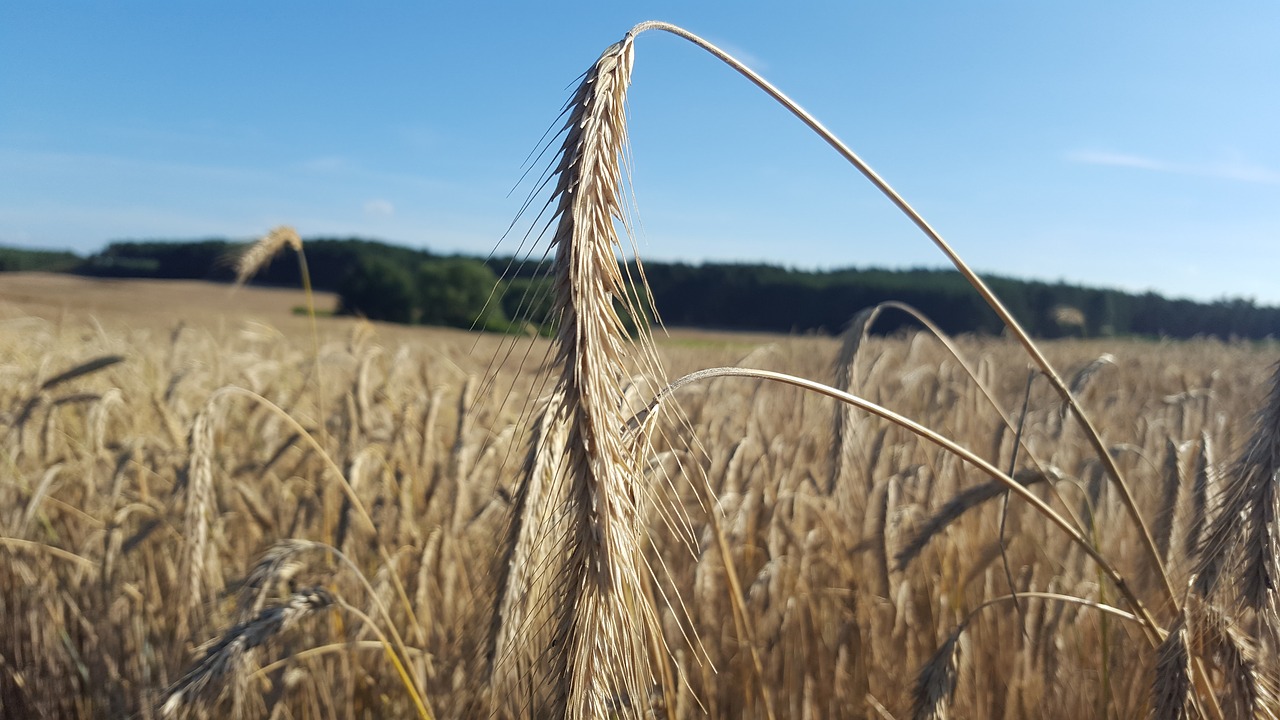 Image - summer field wheat cereals warm