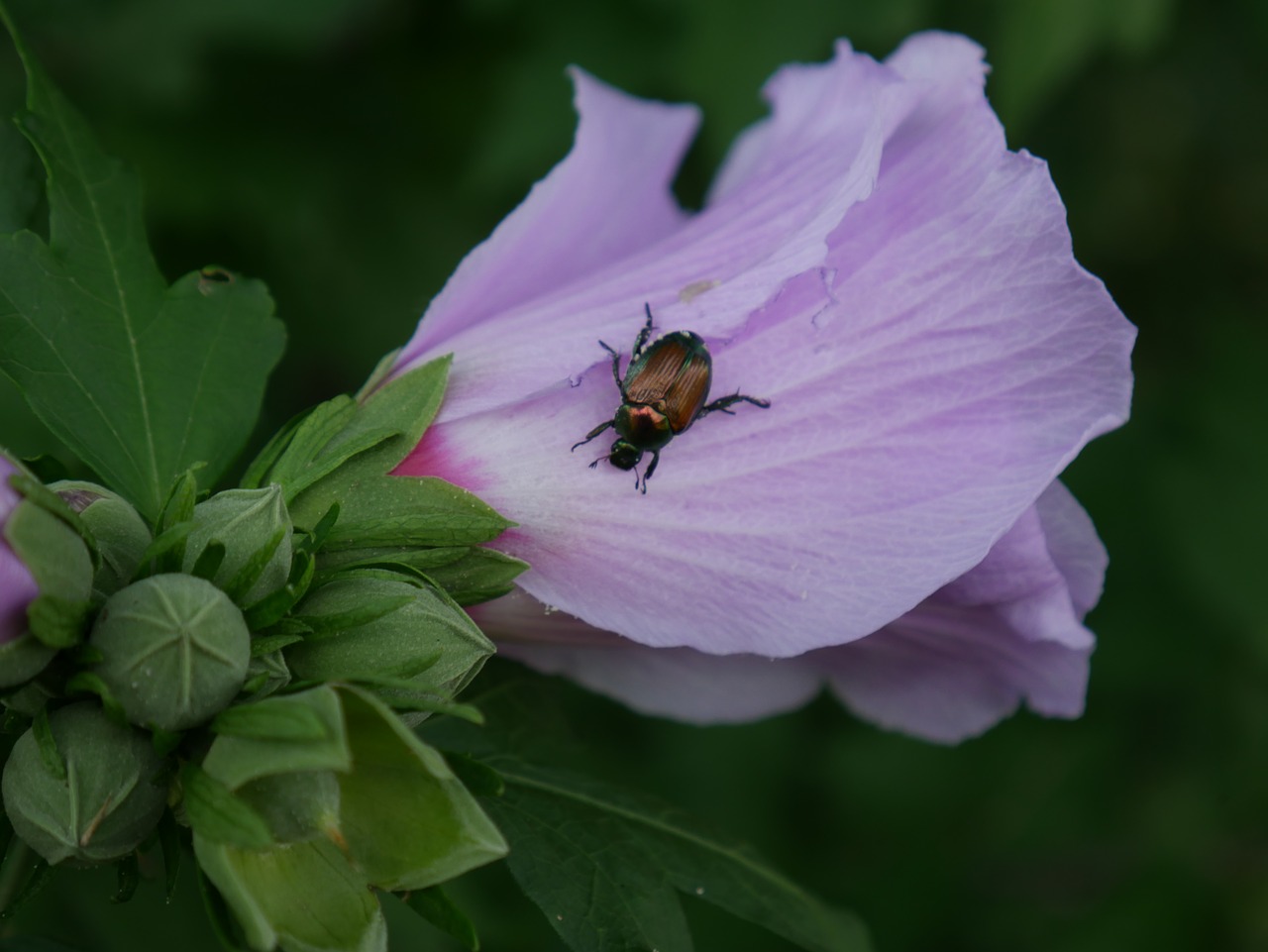 Image - flower bug nature insect spring