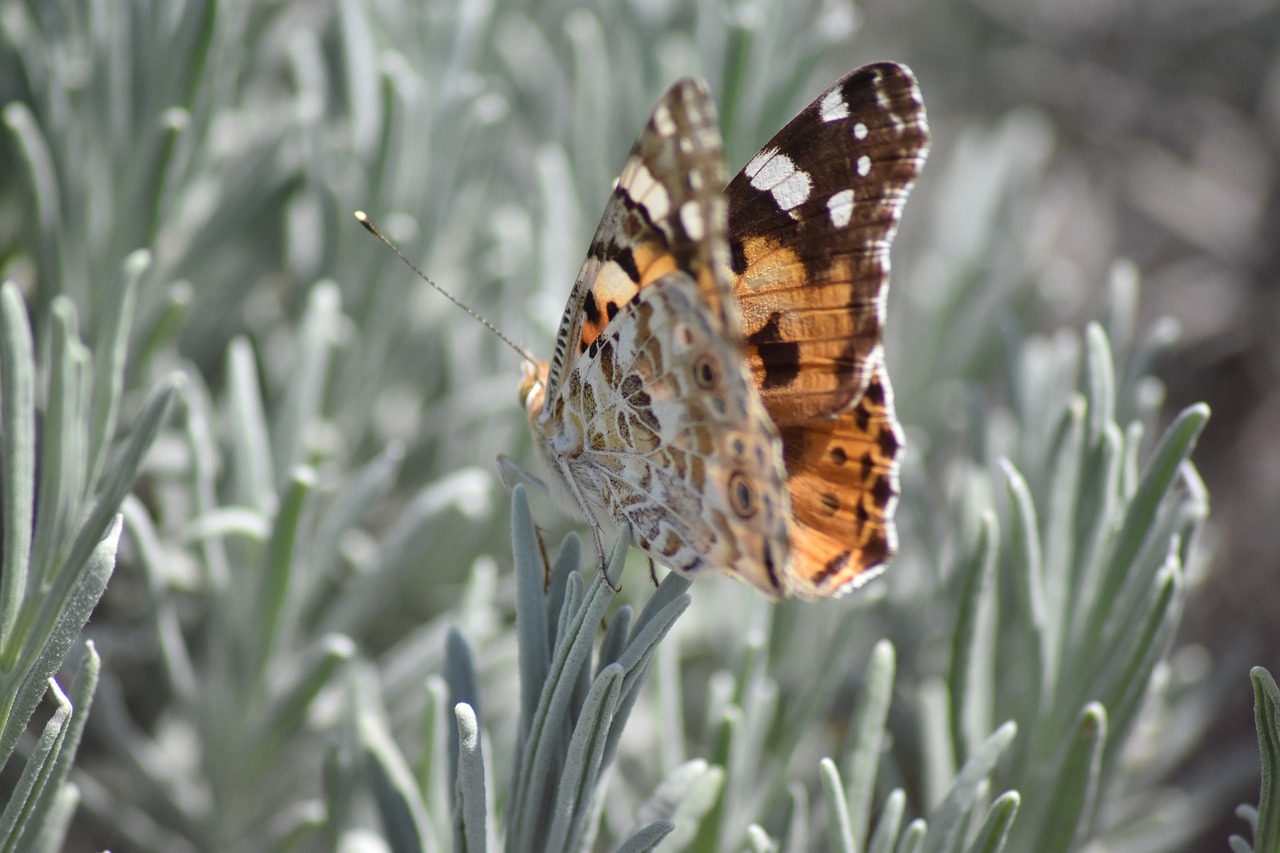 Image - vanesse thistles beautiful lady www