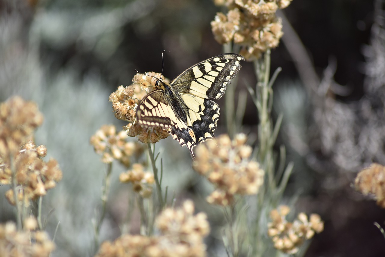 Image - swallowtail papilio swallowtail www