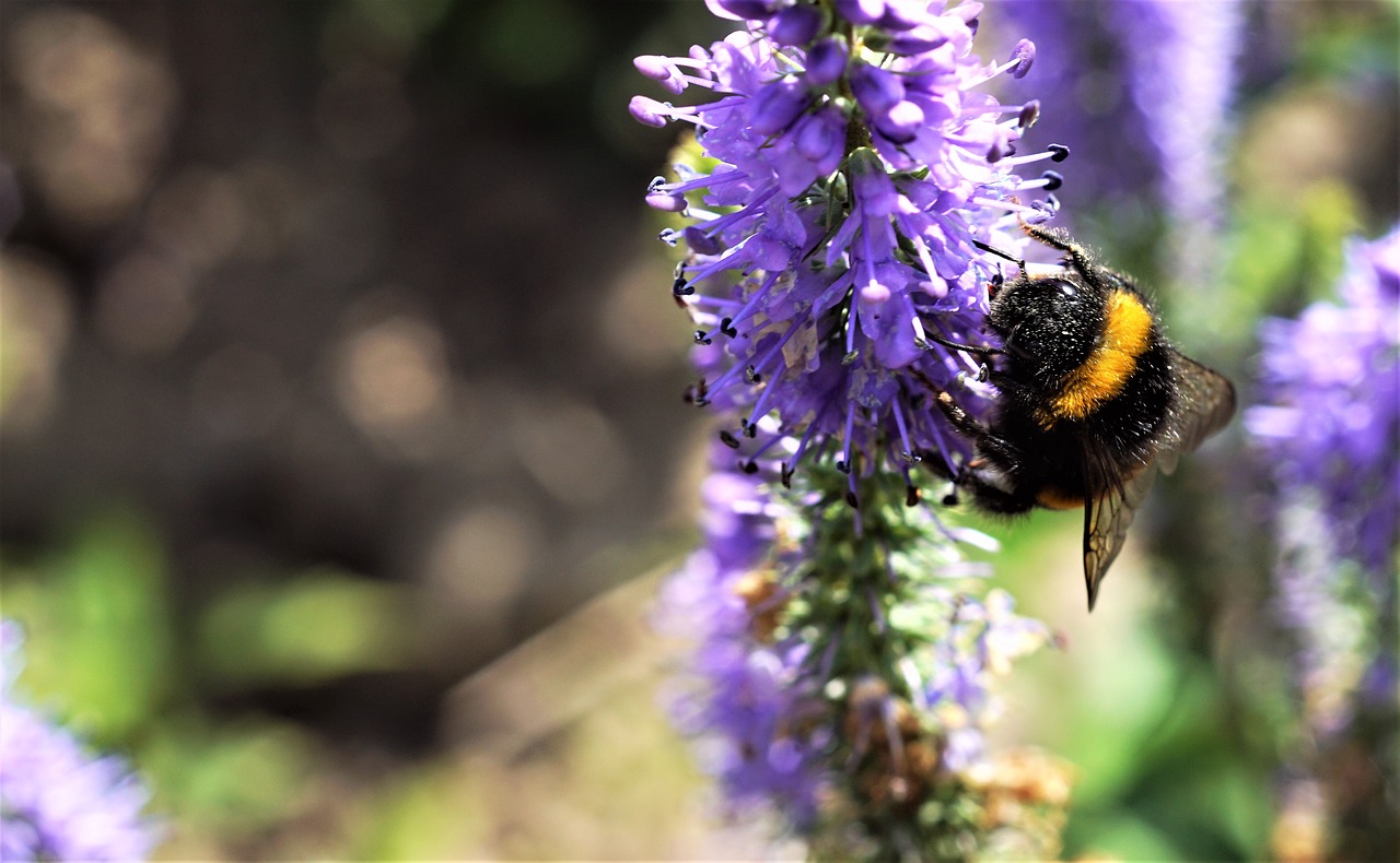 Image - bumblebee nature flower purple bug