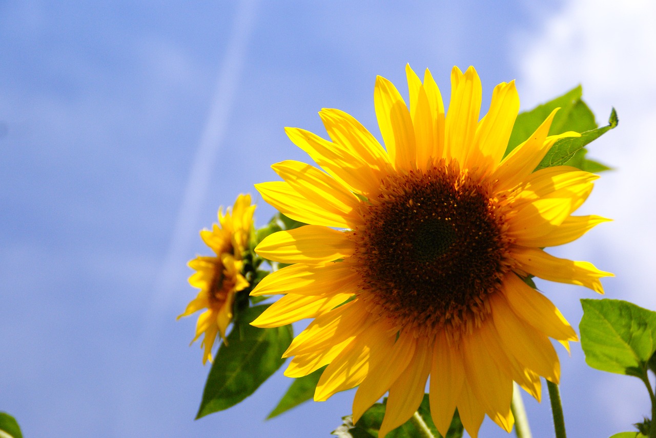 Image - sunflower flower sun sky blue sky