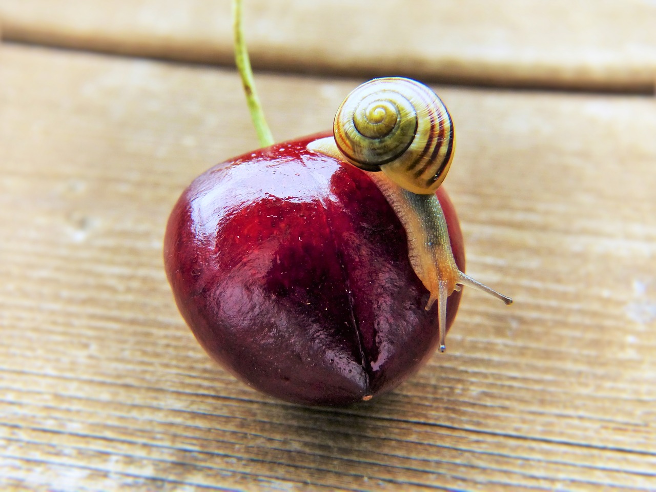 Image - cherry snail shell fruit close