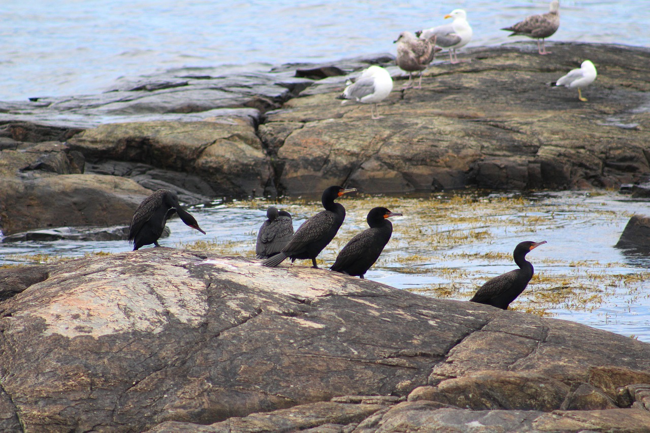 Image - cormorant bird ocean nature