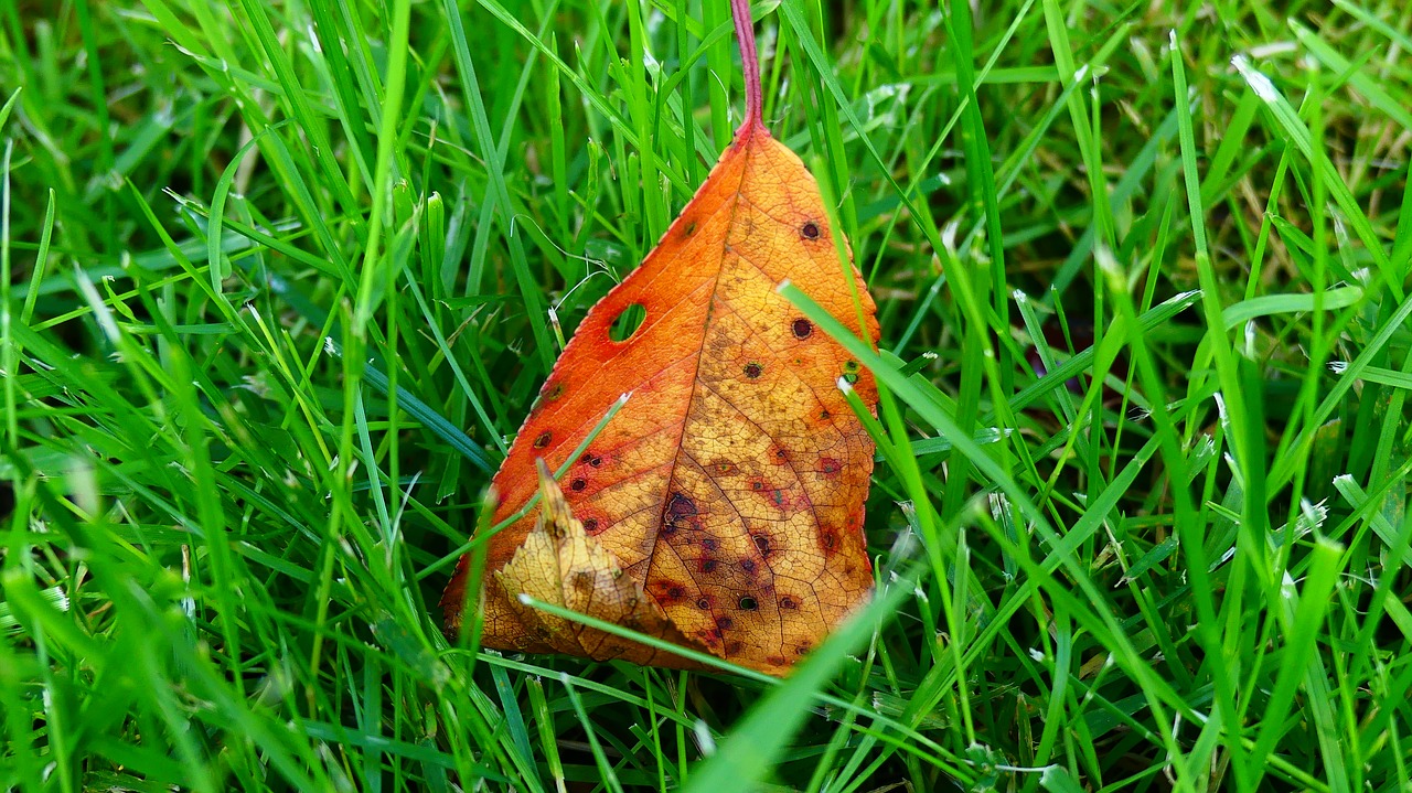 Image - sheet green grass contrast nature