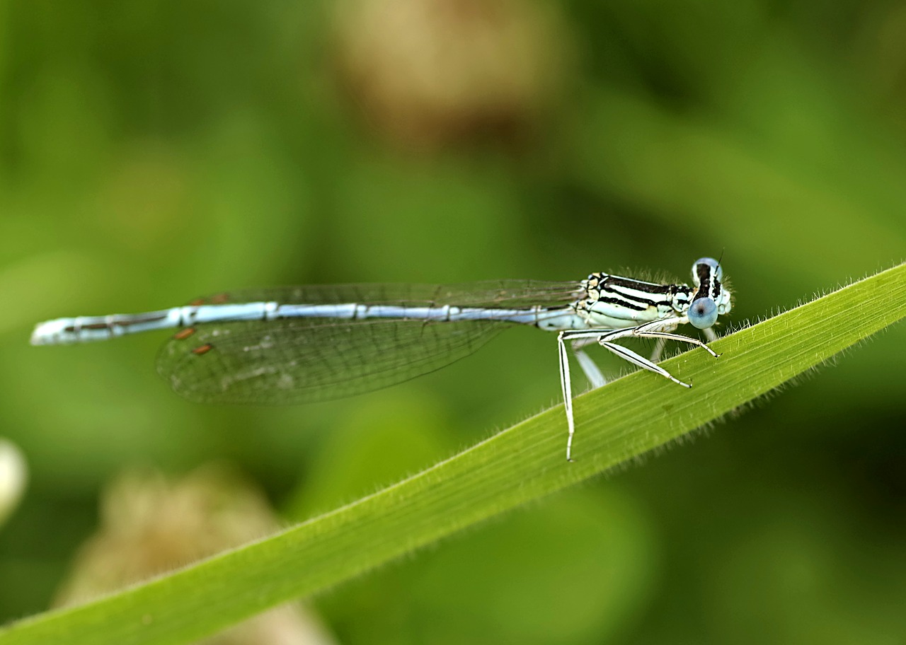 Image - ważka blue insect wings grass