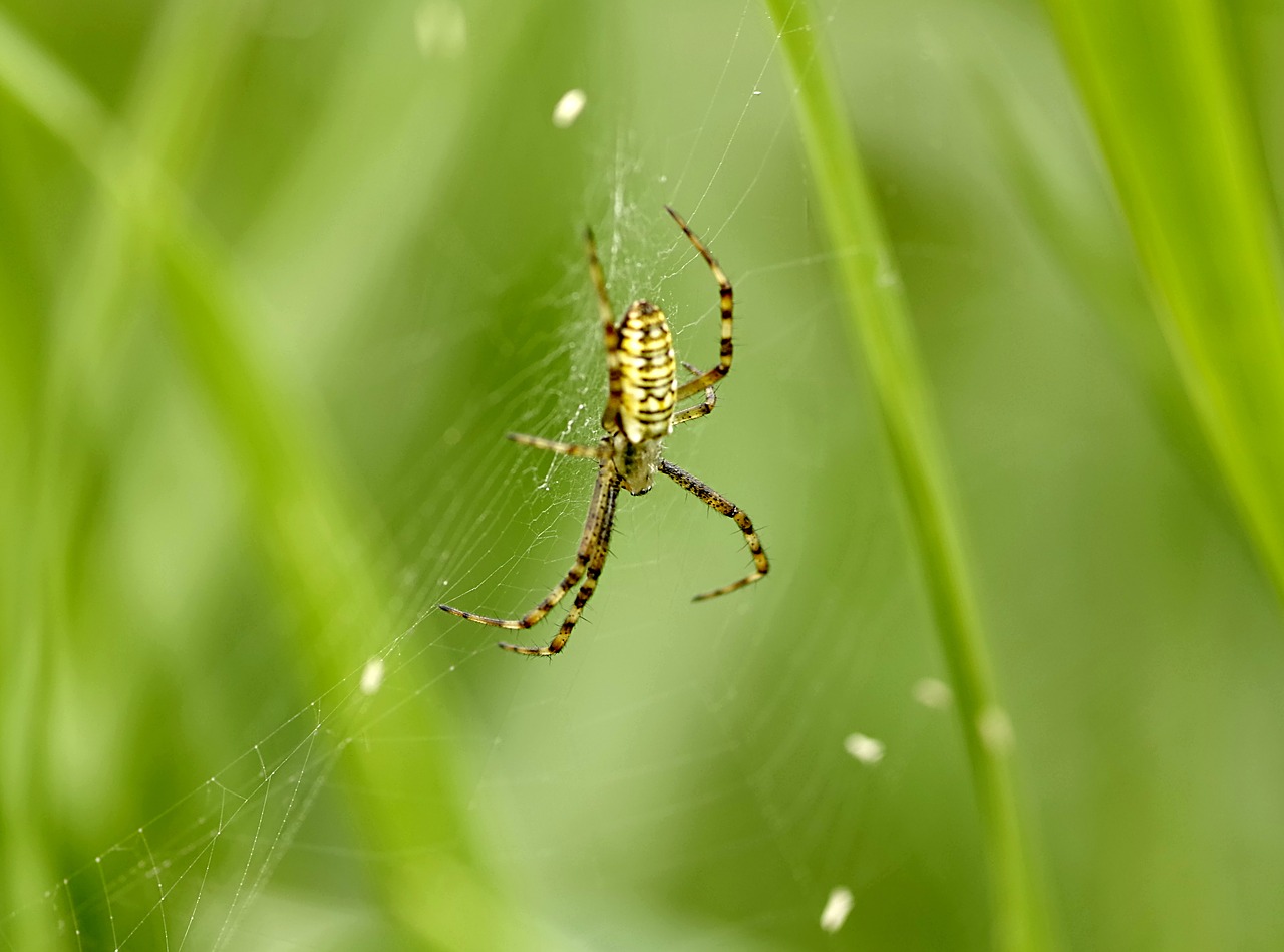 Image - spider wasp yellow strips cobweb