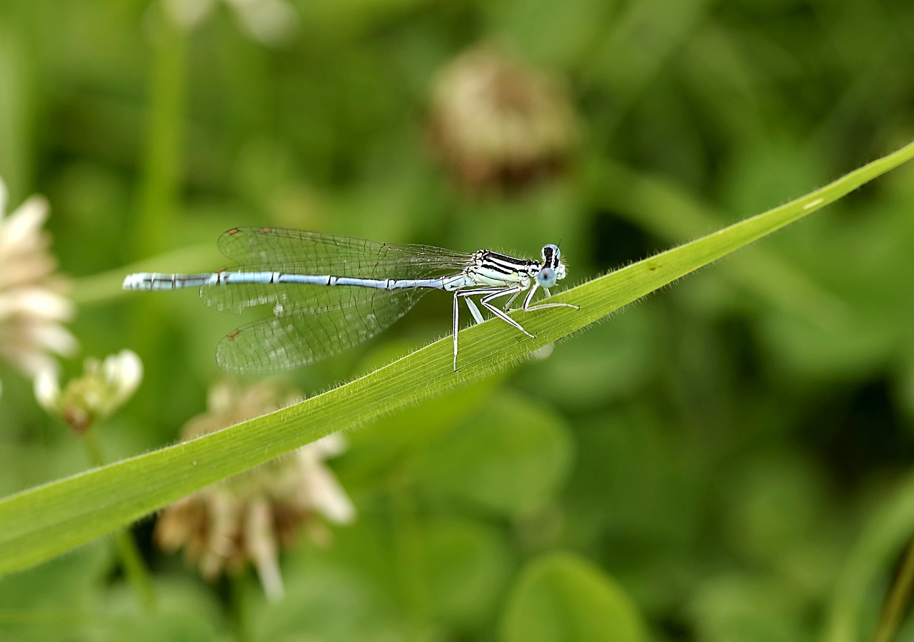 Image - ważka blue insect wings grass