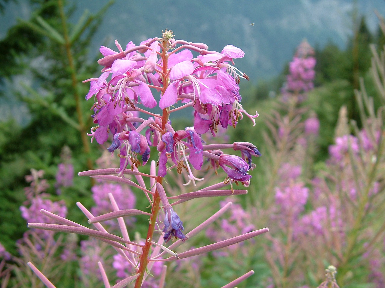 Image - fireweed plant outdoors