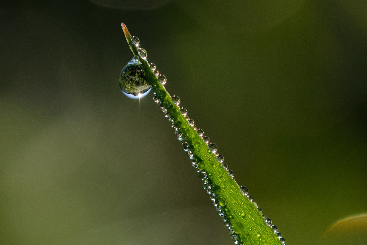 Image - sun drip water drop of water