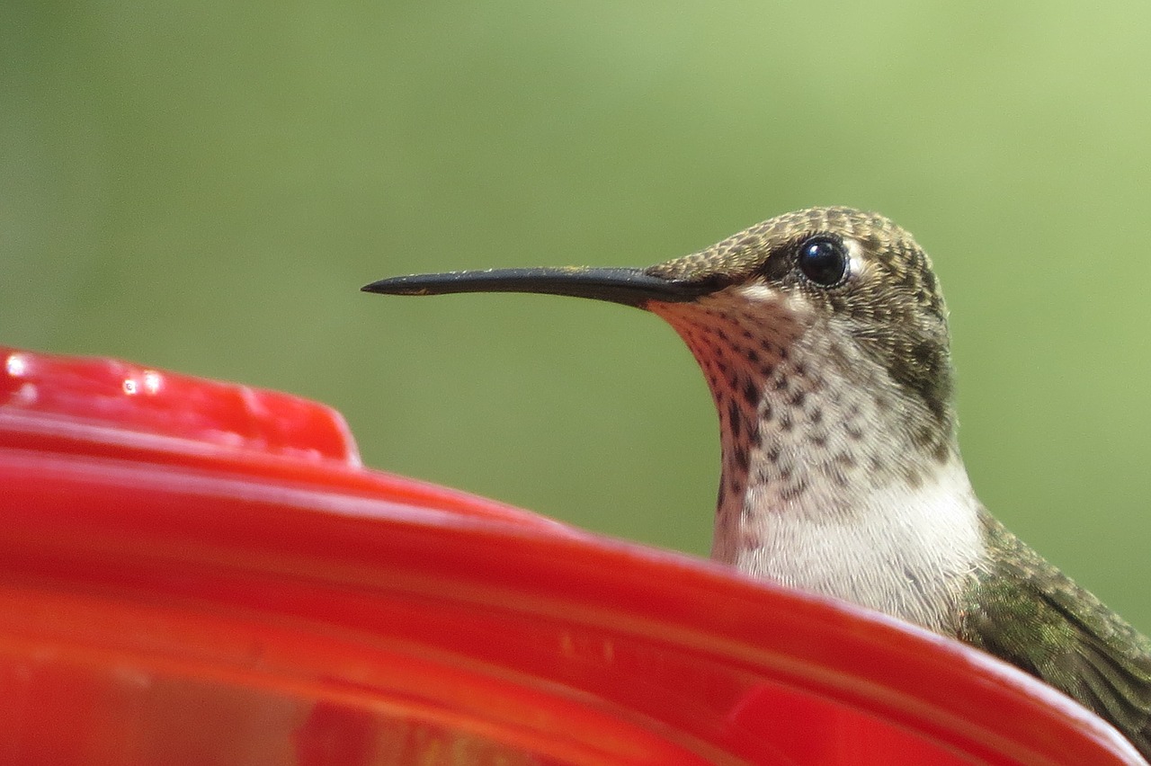 Image - hummingbird close up wildlife