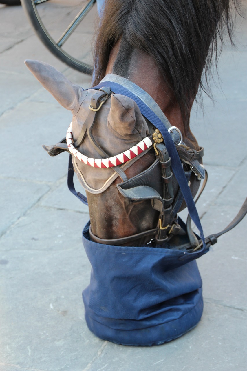 Image - horse food florence italy