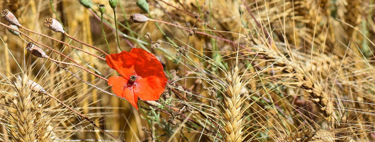 Image - nature poppy flower red red flower