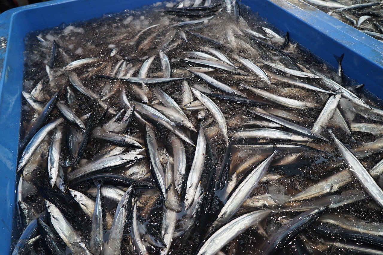 Image - pacific saury fish fishing boat