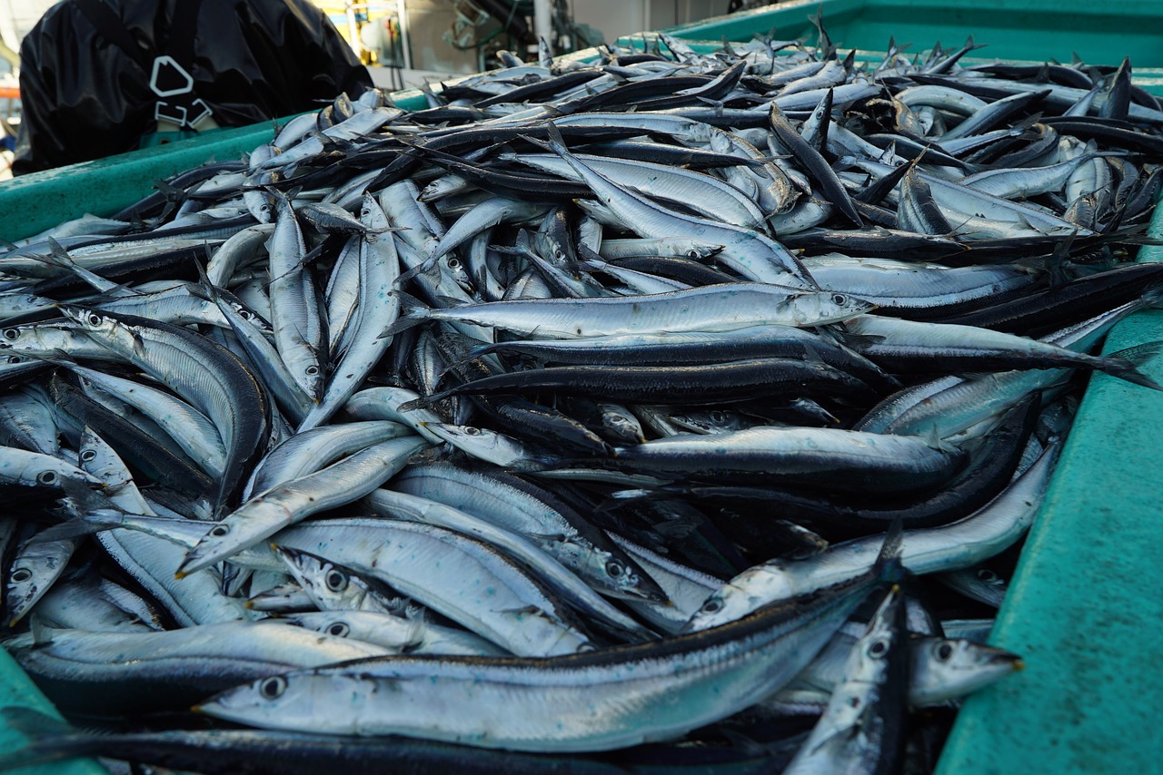 Image - pacific saury fish fishing boat