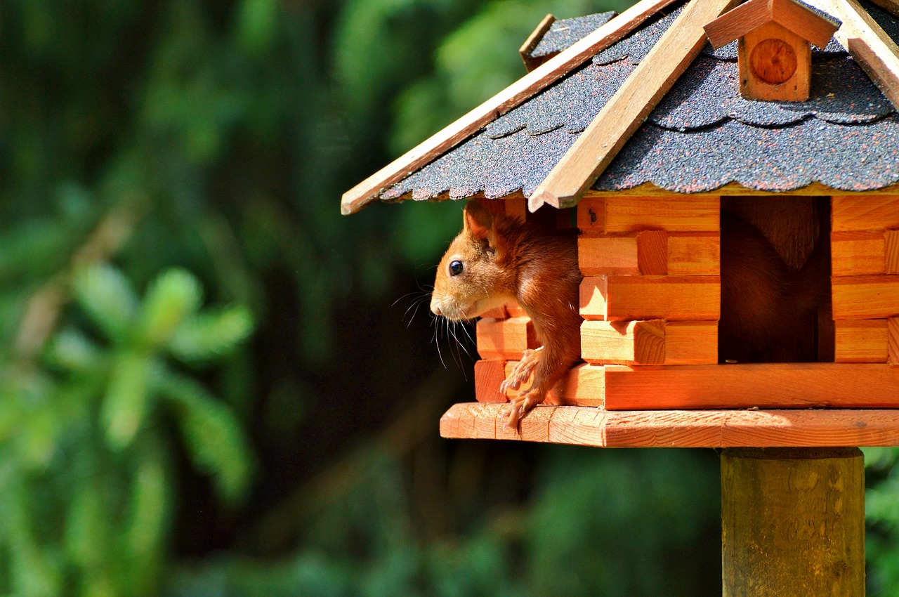 Image - squirrel rodent forest animals