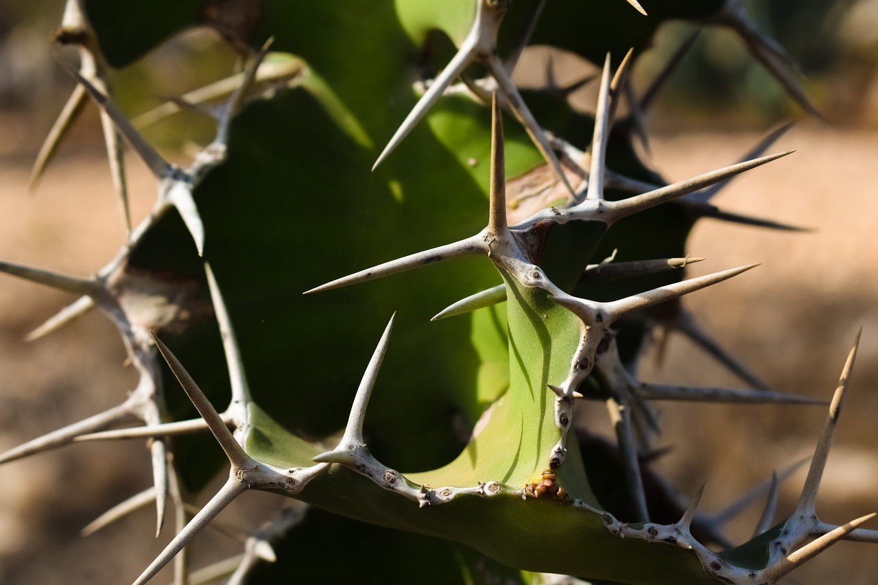 Image - cactus thorns plant nature summer