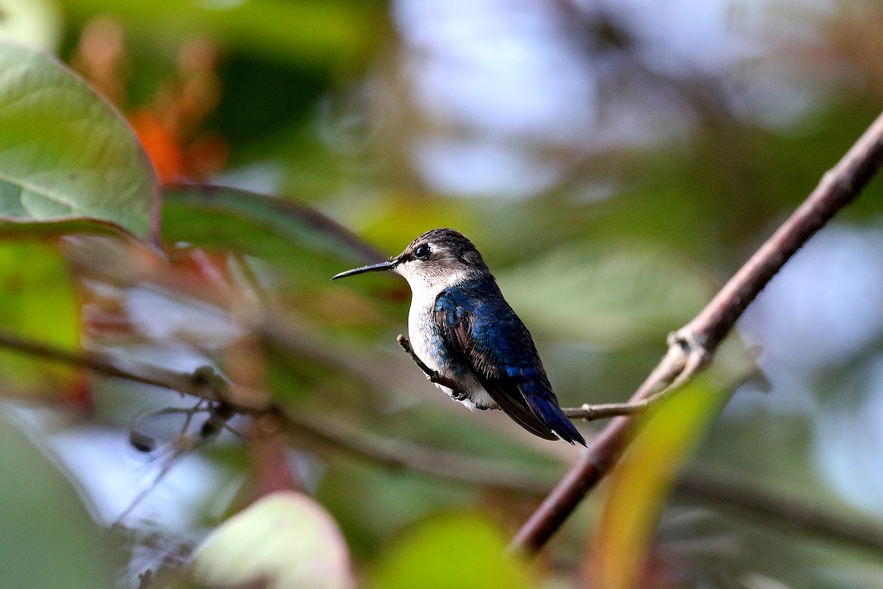 Image - cuba hummingbird bee hummingbird