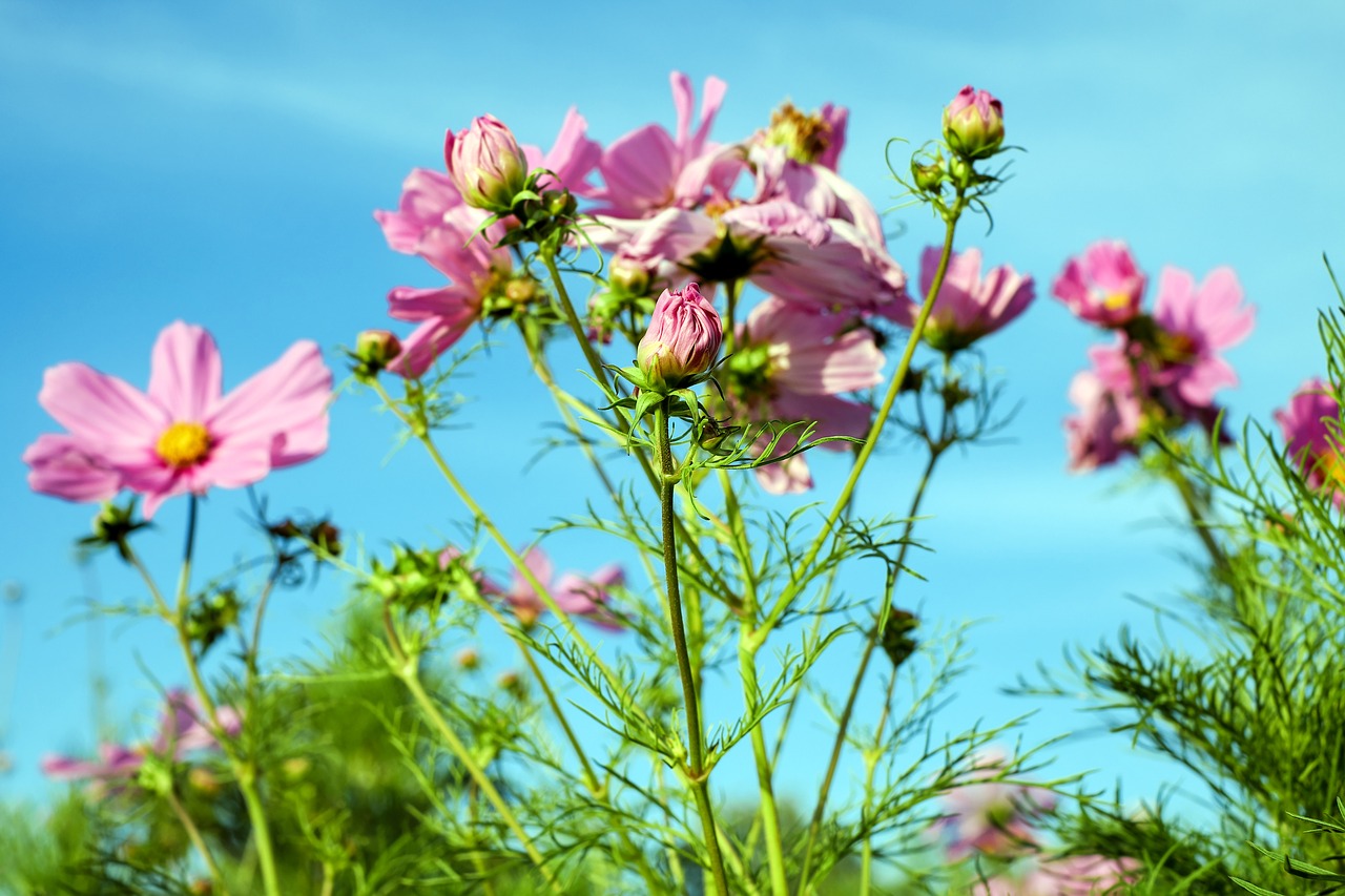 Image - cosmea flower cosmos blossom bloom