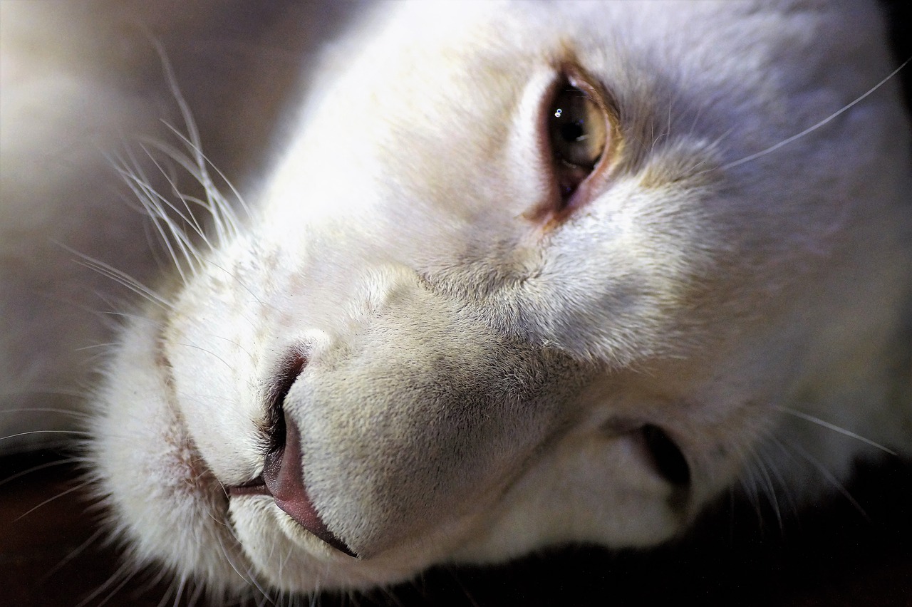 Image - the lion white lion cub lion cub