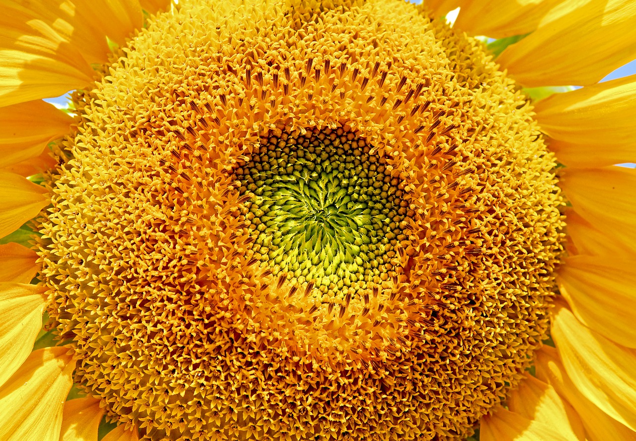 Image - sun flower flower helianthus annuus
