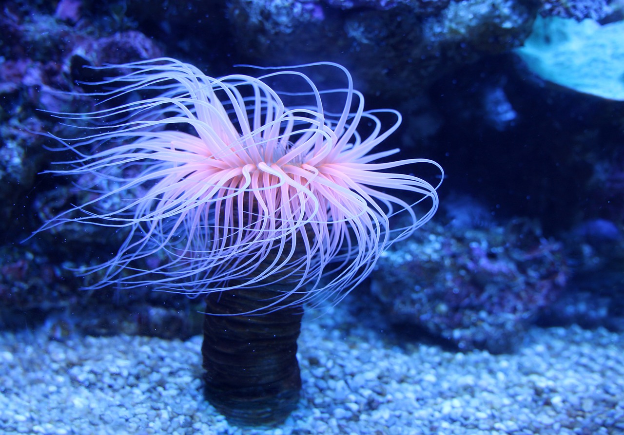 Image - sea anemones water lilies seenelken