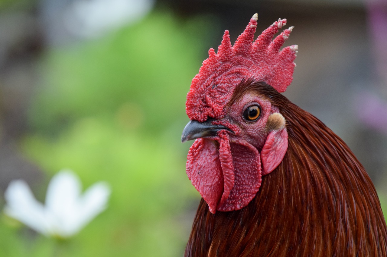 Image - rooster bird mohawk hairstyle