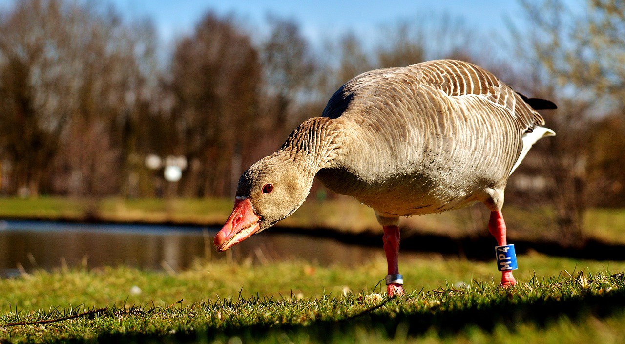 Image - goose water bird animal feather