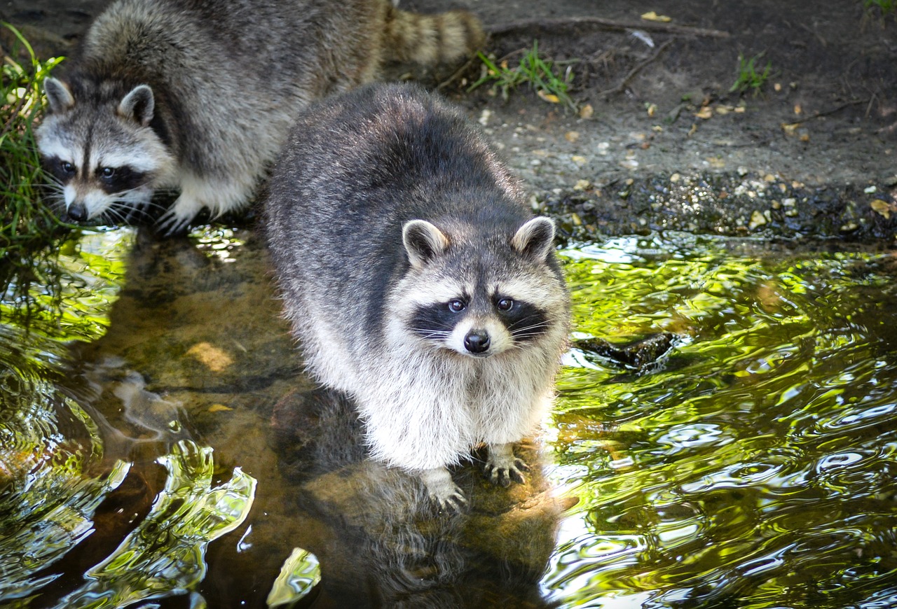 Image - raccoon cute bear funny mammal