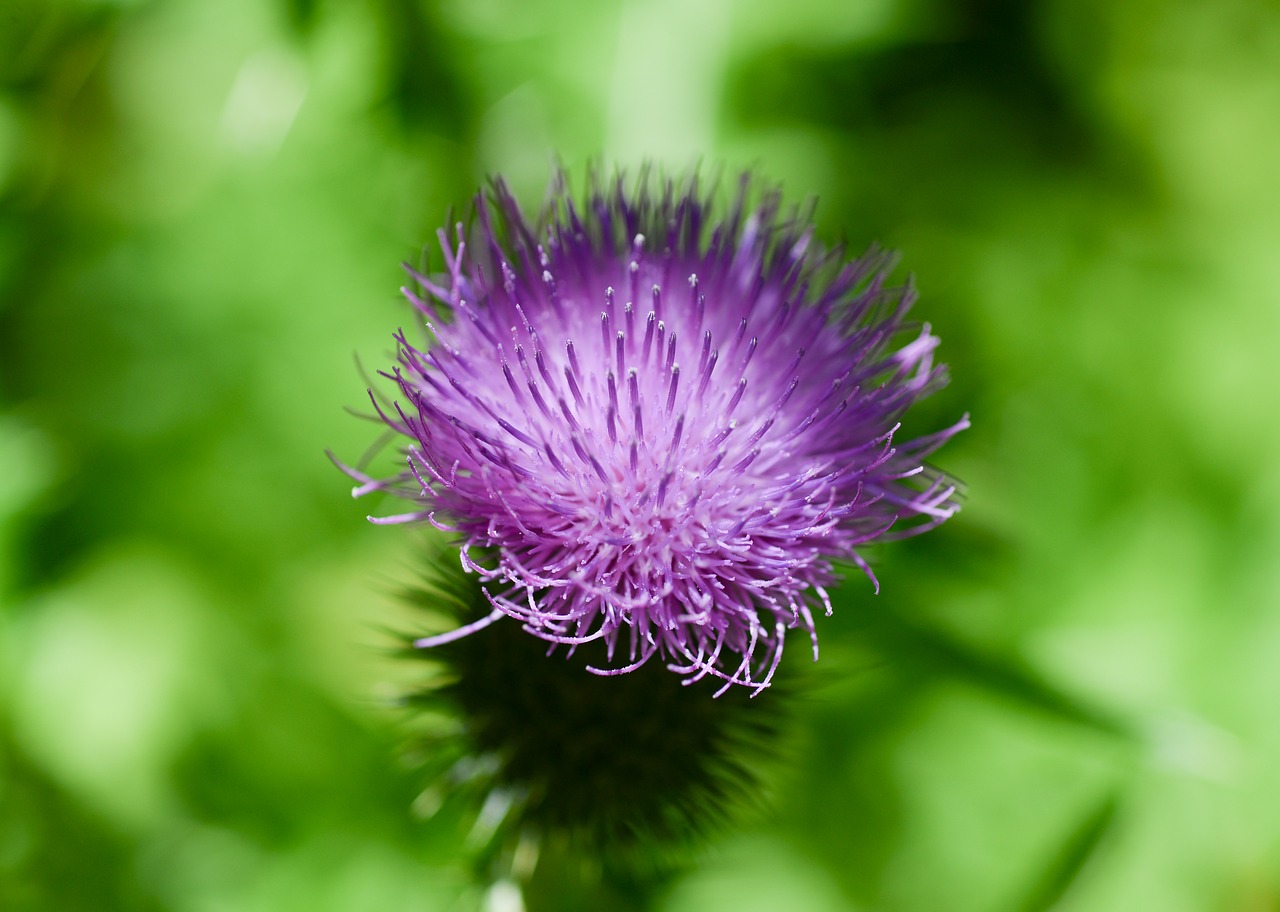 Image - thistle purple flower plant green