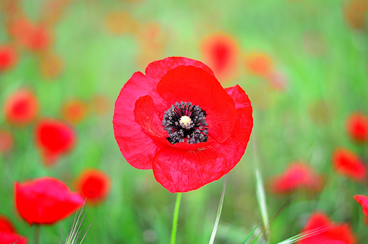 Image - flower nature peace macro