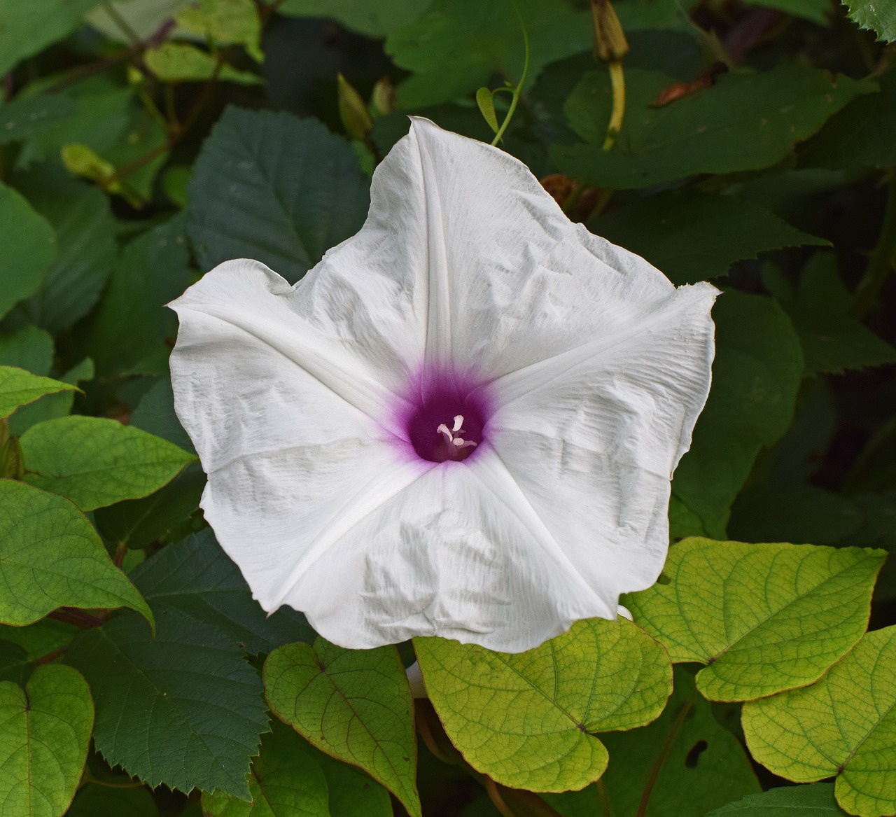 Image - wild potato vine manroot wildflower