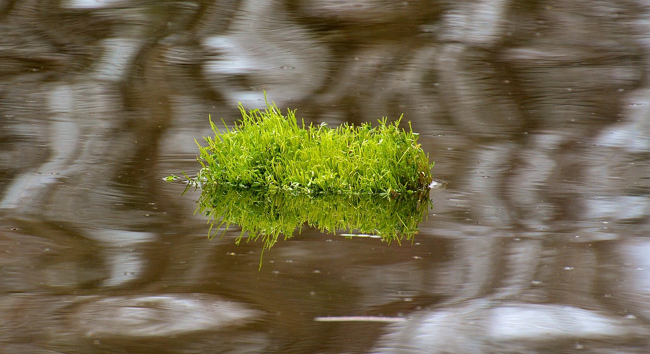 Image - tufts of grass water drive swim